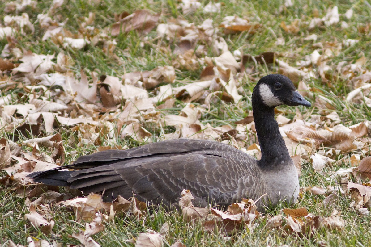 Cackling Goose (Taverner's) - ML130282391
