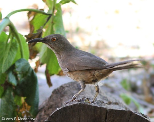 Curve-billed Thrasher - ML130282461