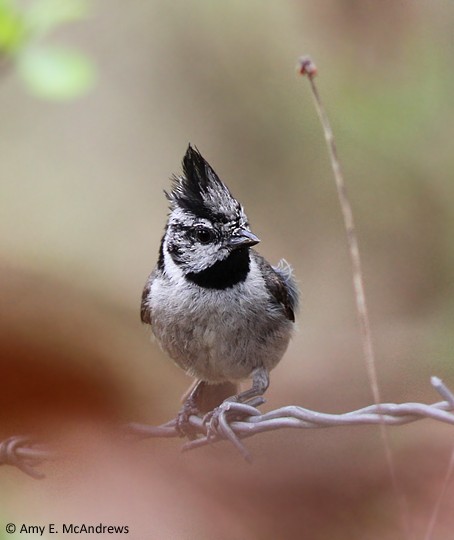 Bridled Titmouse - ML130282481