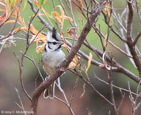 Bridled Titmouse - ML130282501