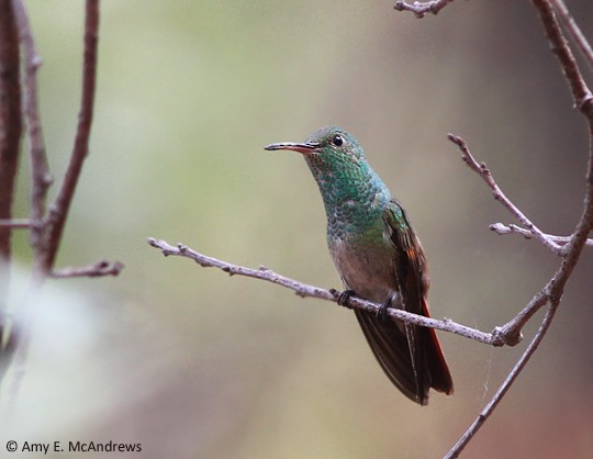 beryllkolibri - ML130282511