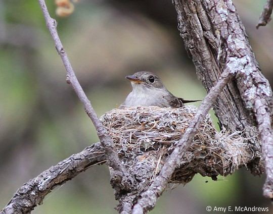 Western Wood-Pewee - ML130282521