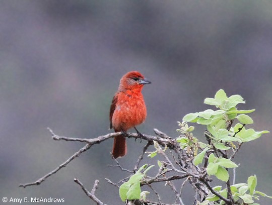 Hepatic Tanager - ML130282531