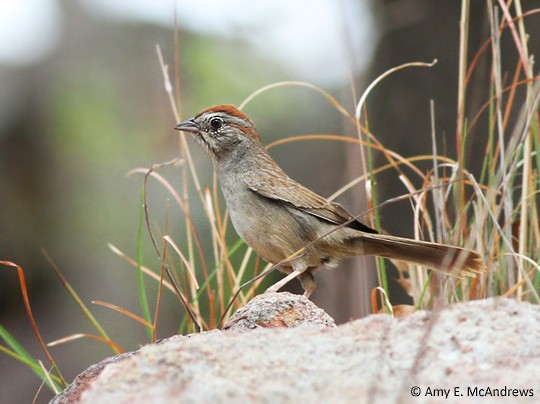 Rufous-crowned Sparrow - ML130282541