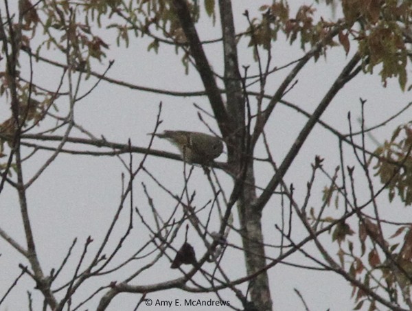 Ruby-crowned Kinglet - Amy McAndrews