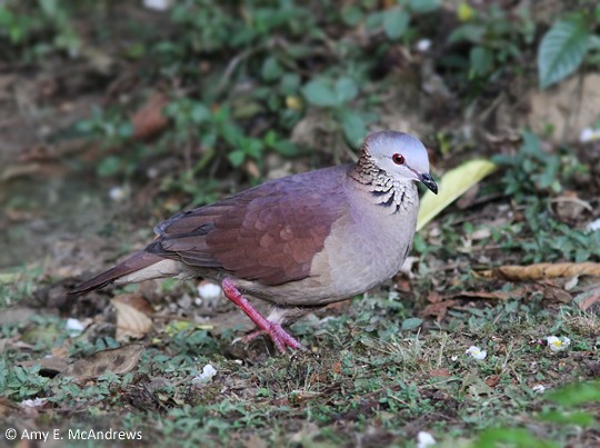 White-faced Quail-Dove - ML130283531