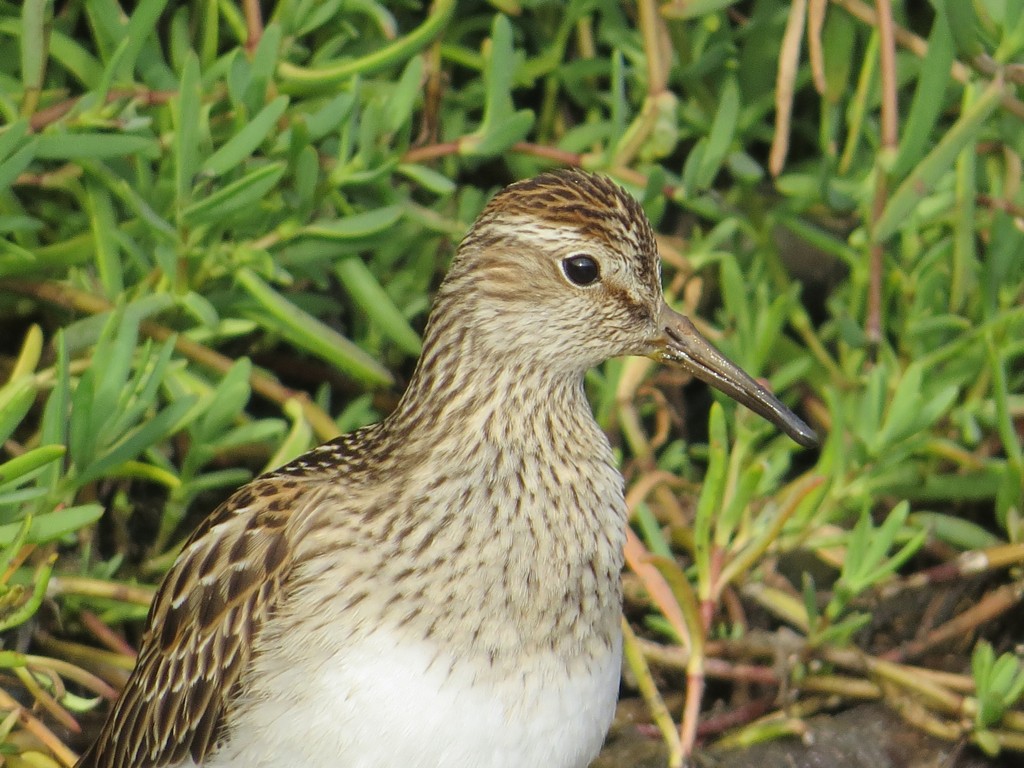 Pectoral Sandpiper - ML130283881