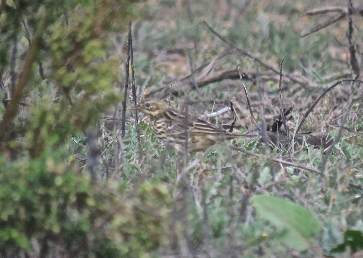 Pipit à gorge rousse - ML130284441