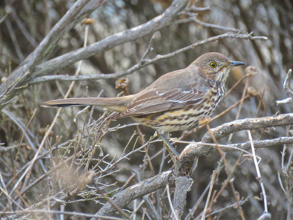 Sage Thrasher - Alex Bairstow