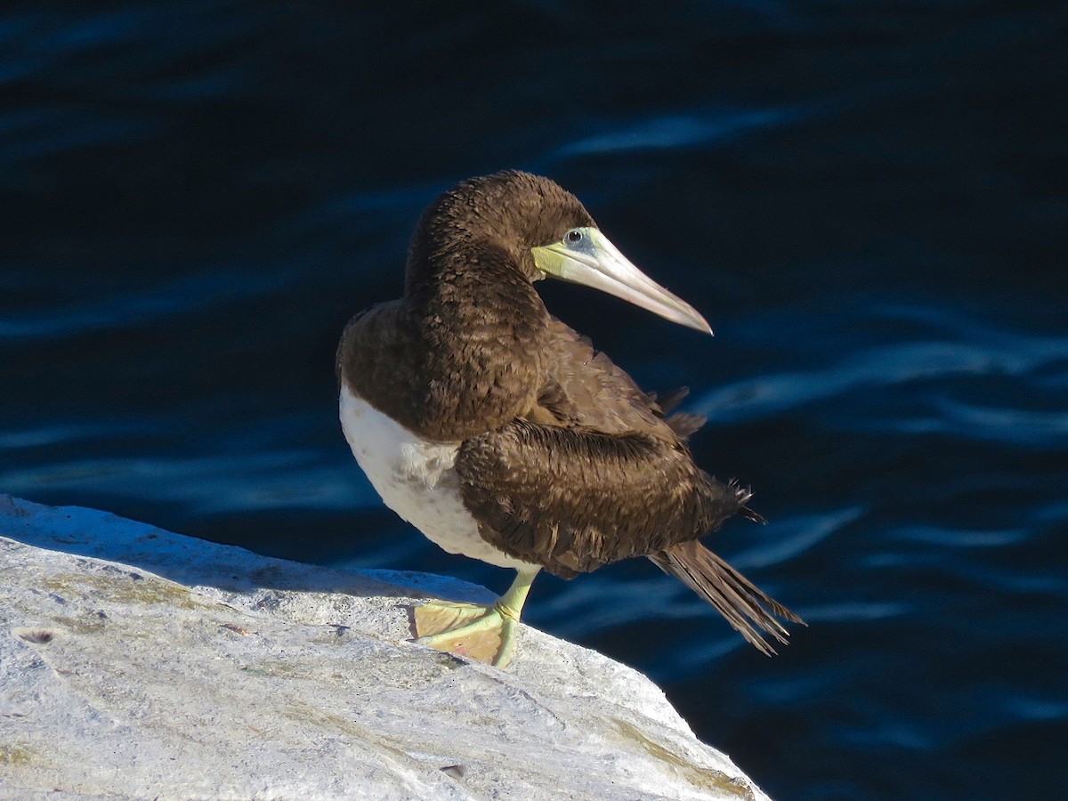 Brown Booby - ML130284511