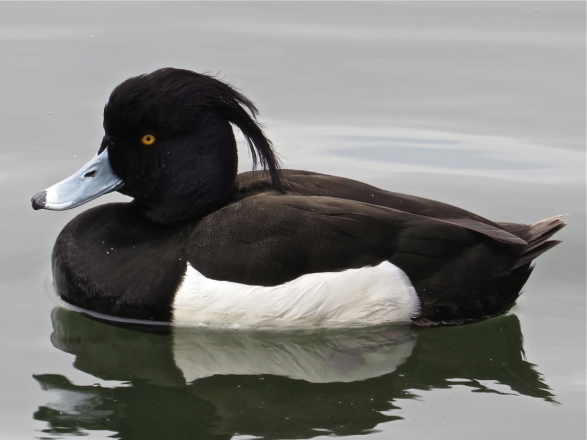 Tufted Duck - Alex Bairstow