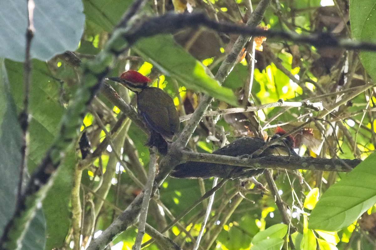 Olive-backed Woodpecker - ML130286241