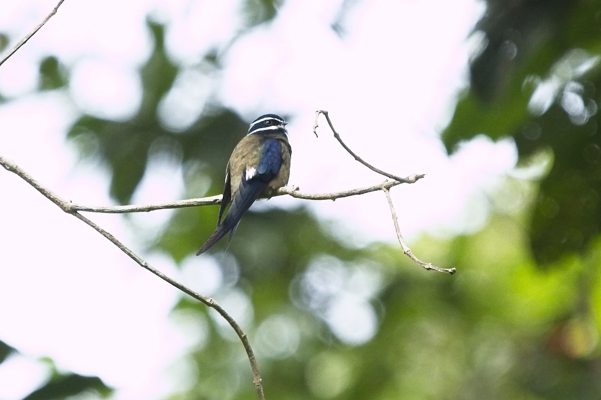 Whiskered Treeswift - ML130286311