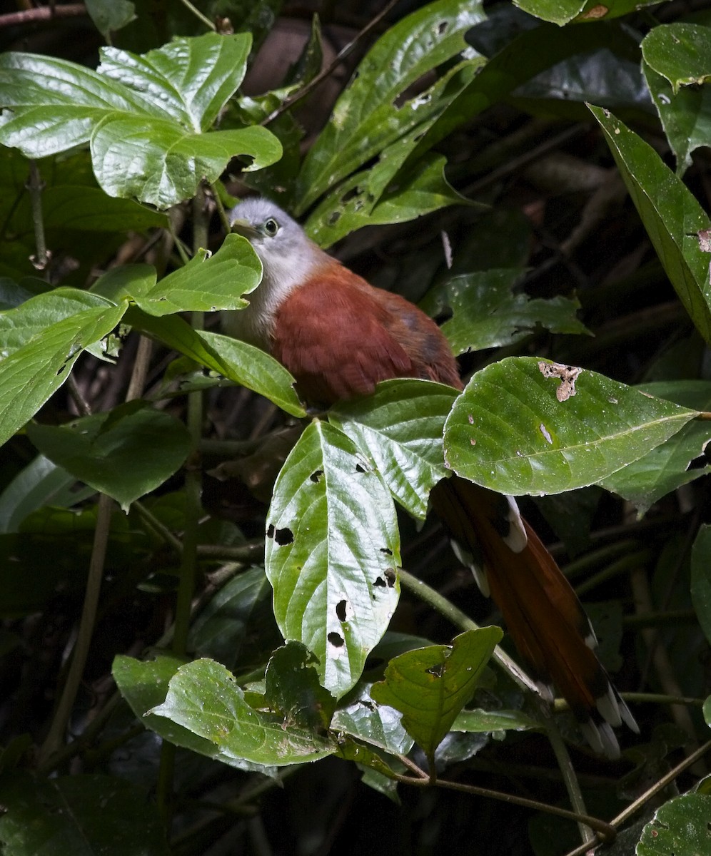 Raffles's Malkoha - ML130286691