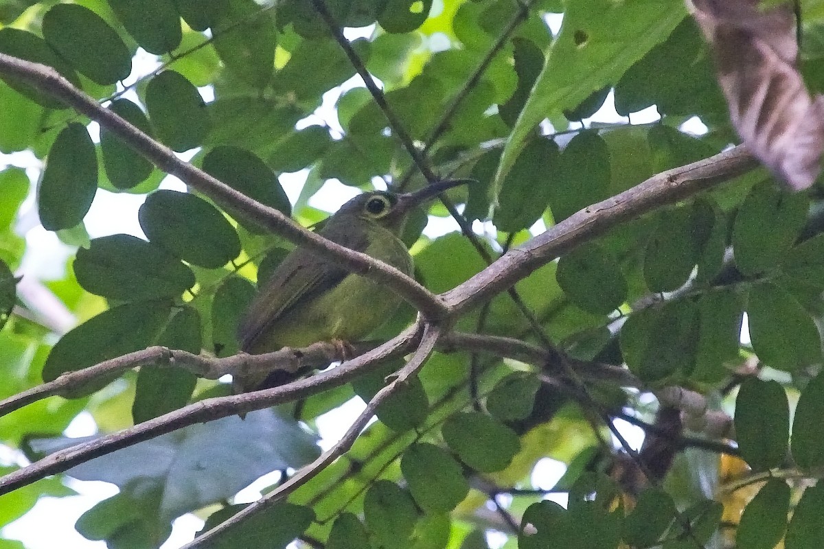 Spectacled Spiderhunter - ML130286831