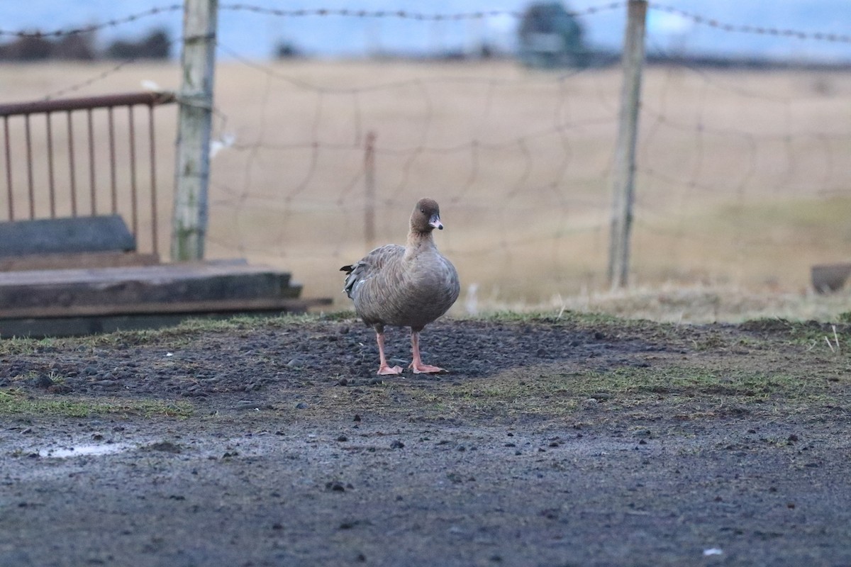 Pink-footed Goose - ML130288011
