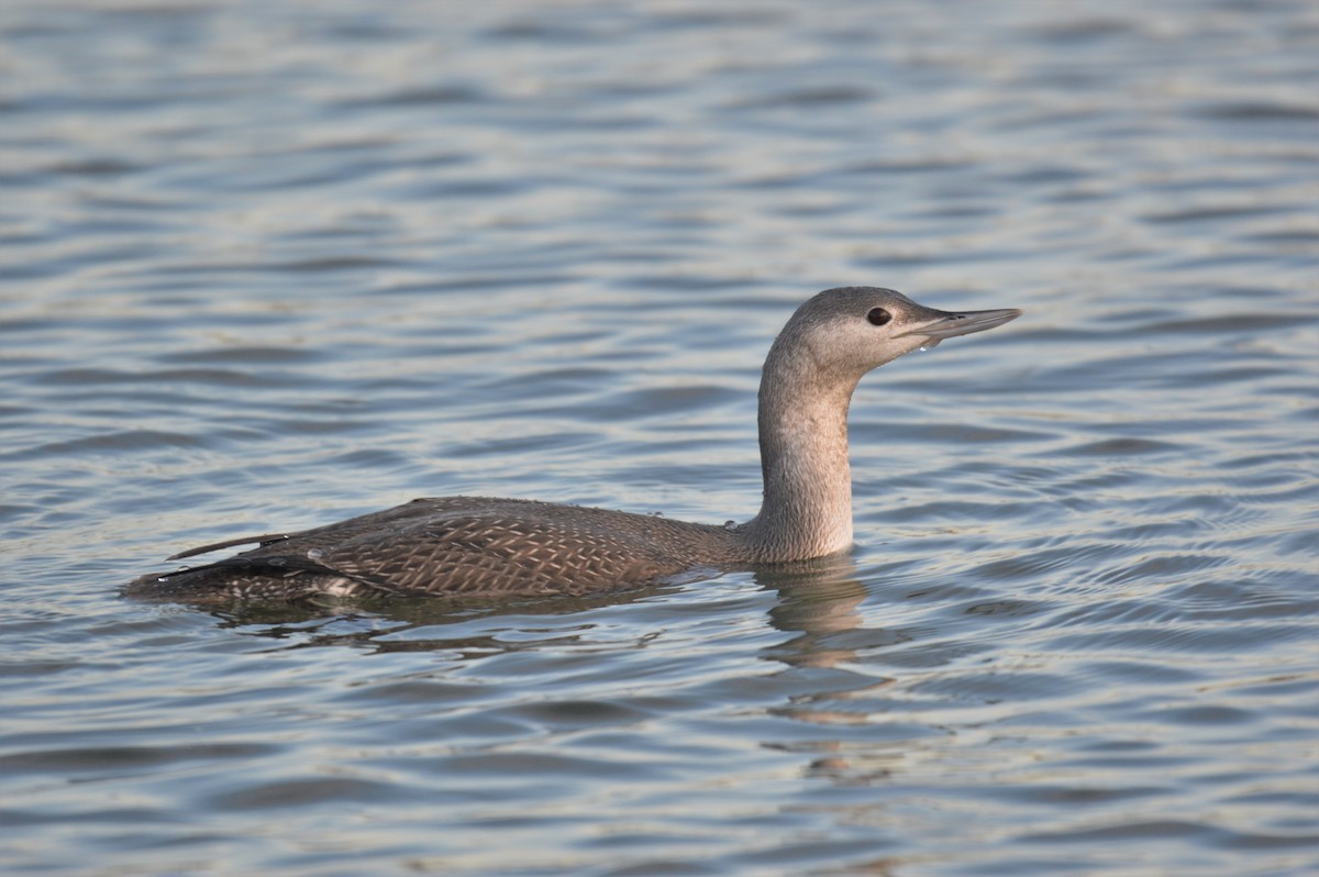 Red-throated Loon - Aidan Kiley