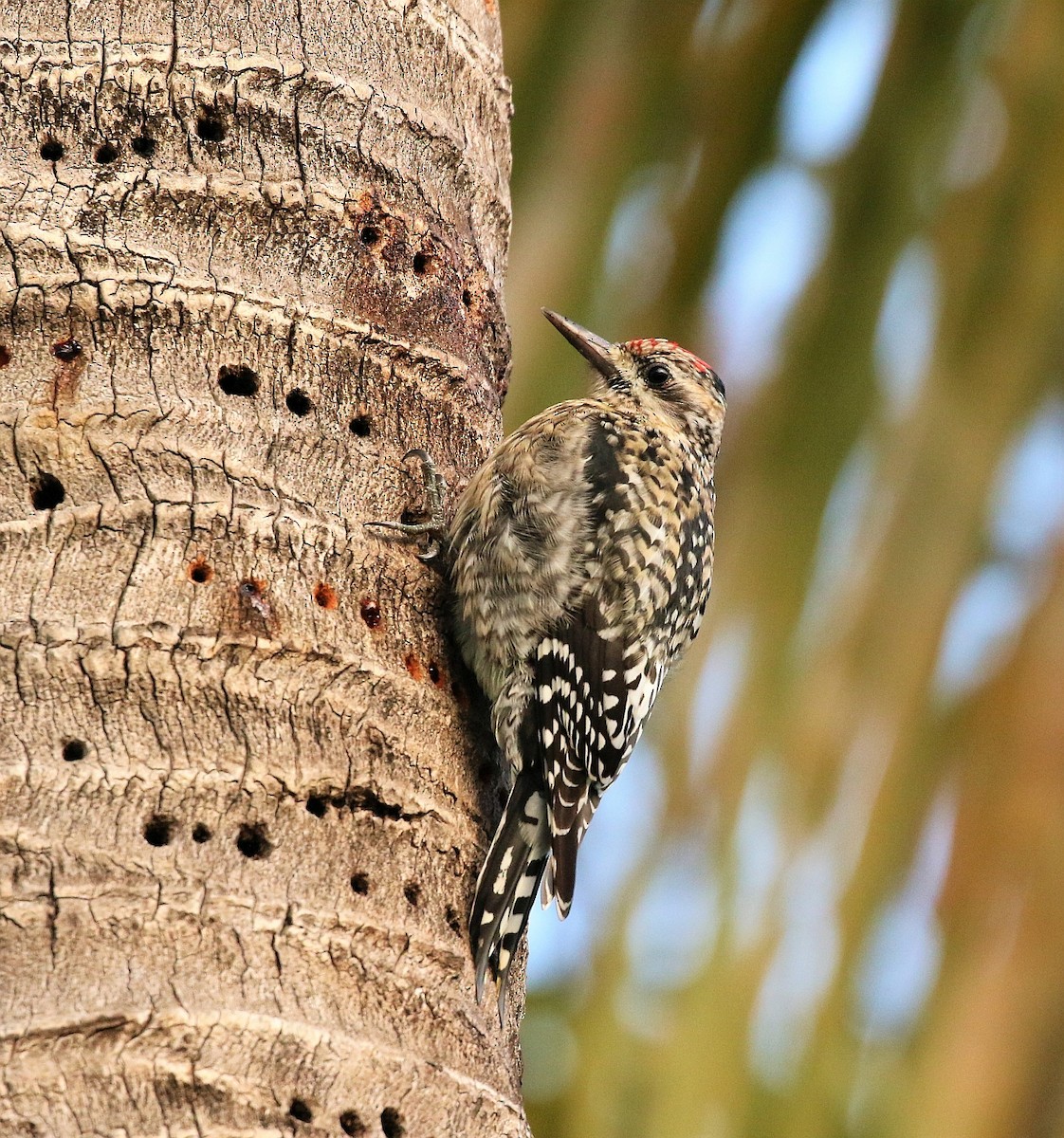 Yellow-bellied Sapsucker - ML130289511