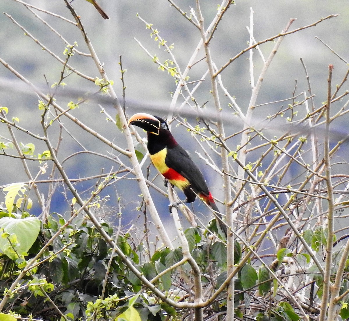 Chestnut-eared Aracari - ML130292901