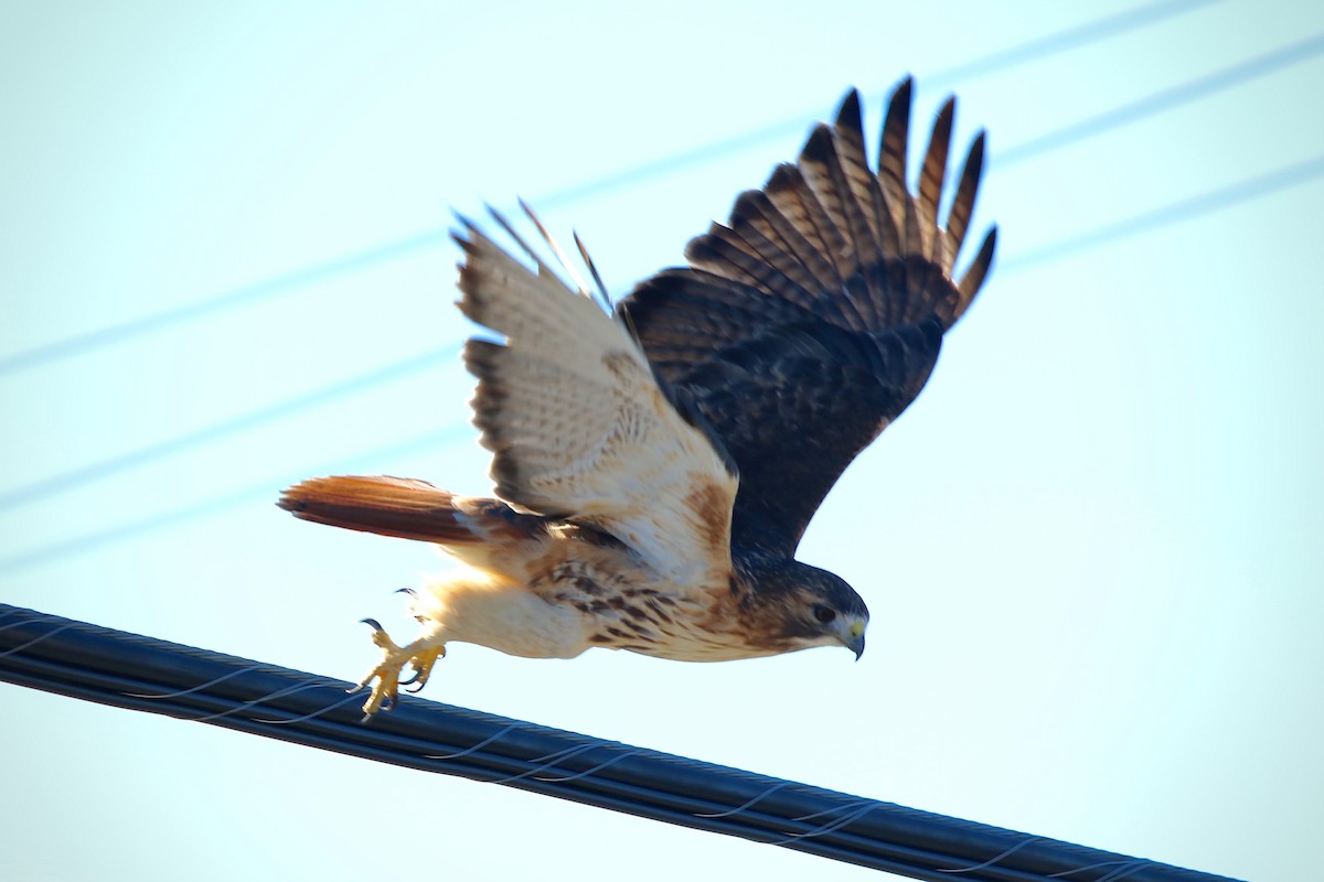 Red-tailed Hawk - ML130293291