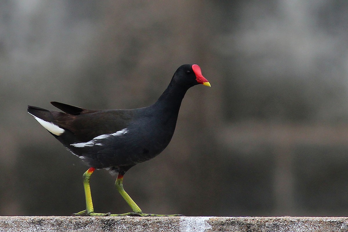 Eurasian Moorhen - ML130294471