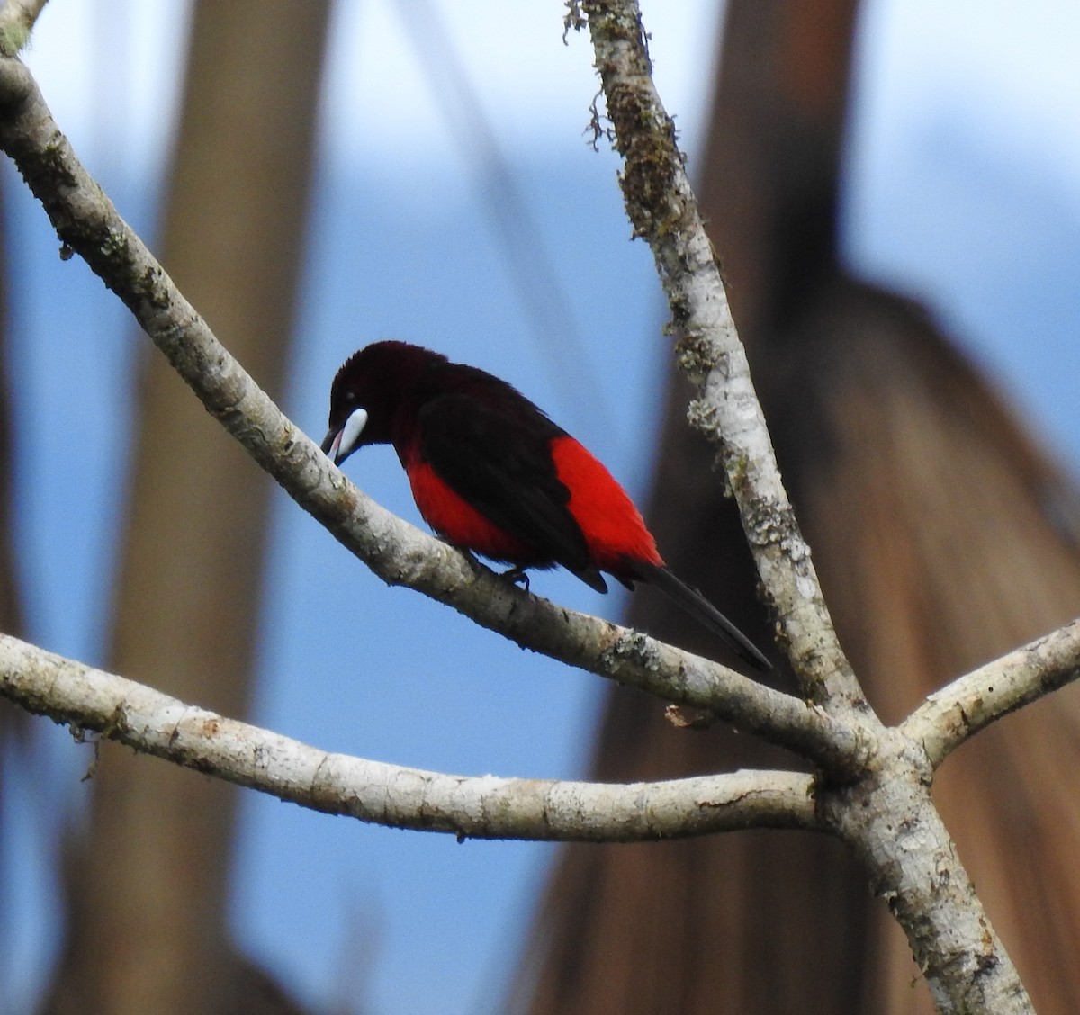 Black-bellied Tanager - Euclides "Kilo" Campos