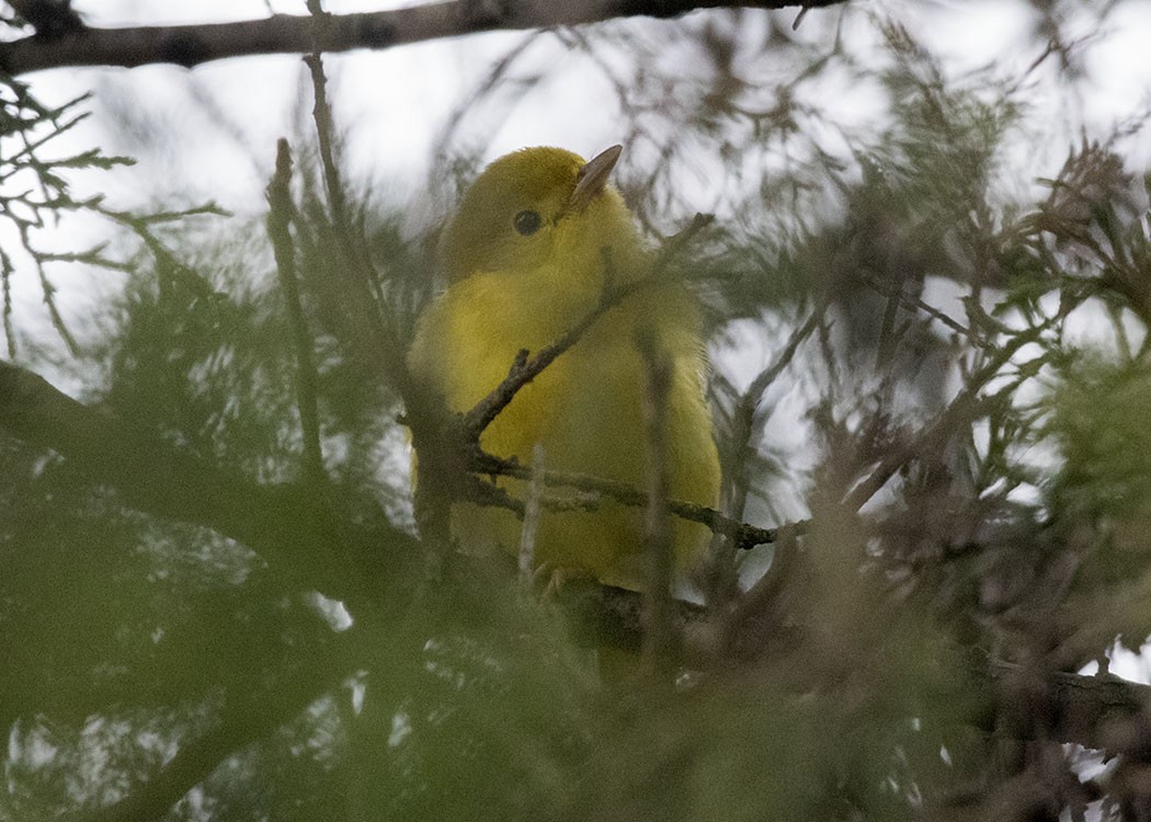 Yellow Warbler - Joshua Malbin