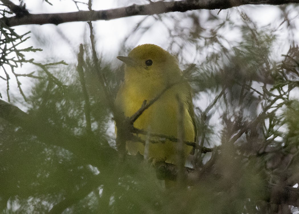 Paruline jaune - ML130297731