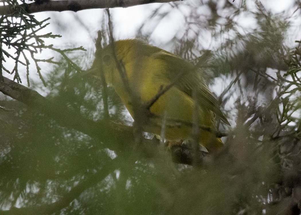 Paruline jaune - ML130297741