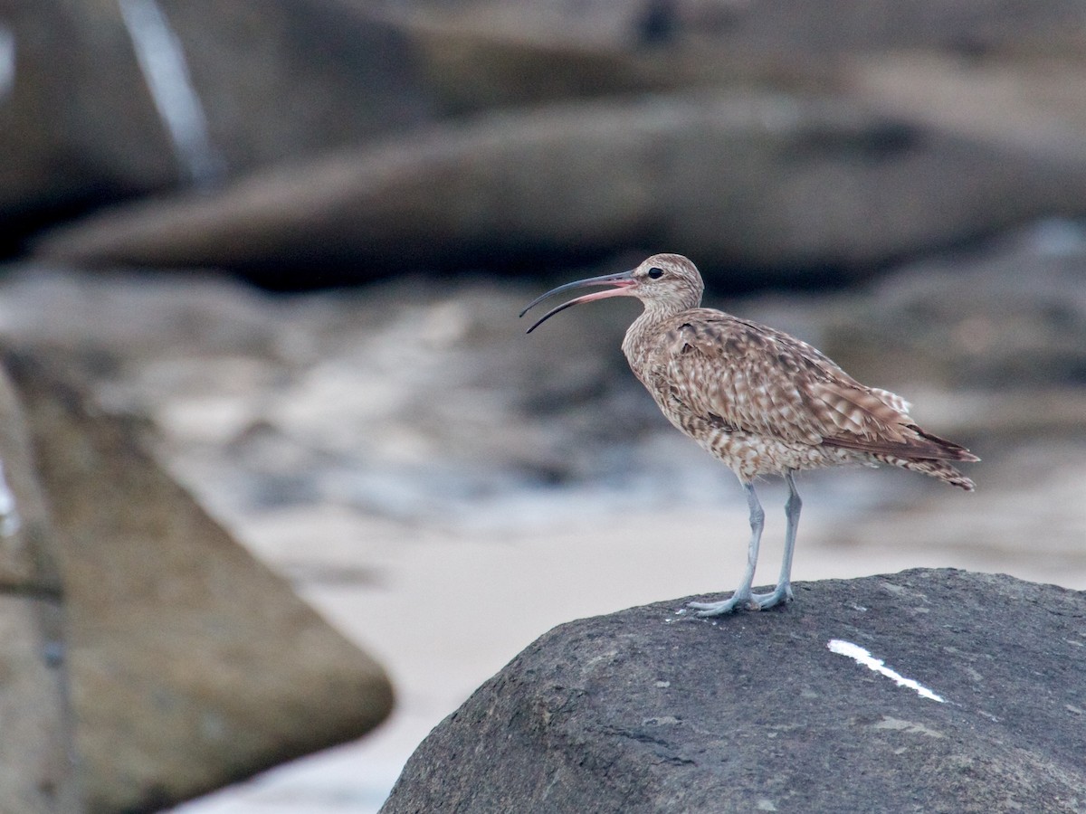 Regenbrachvogel - ML130298481