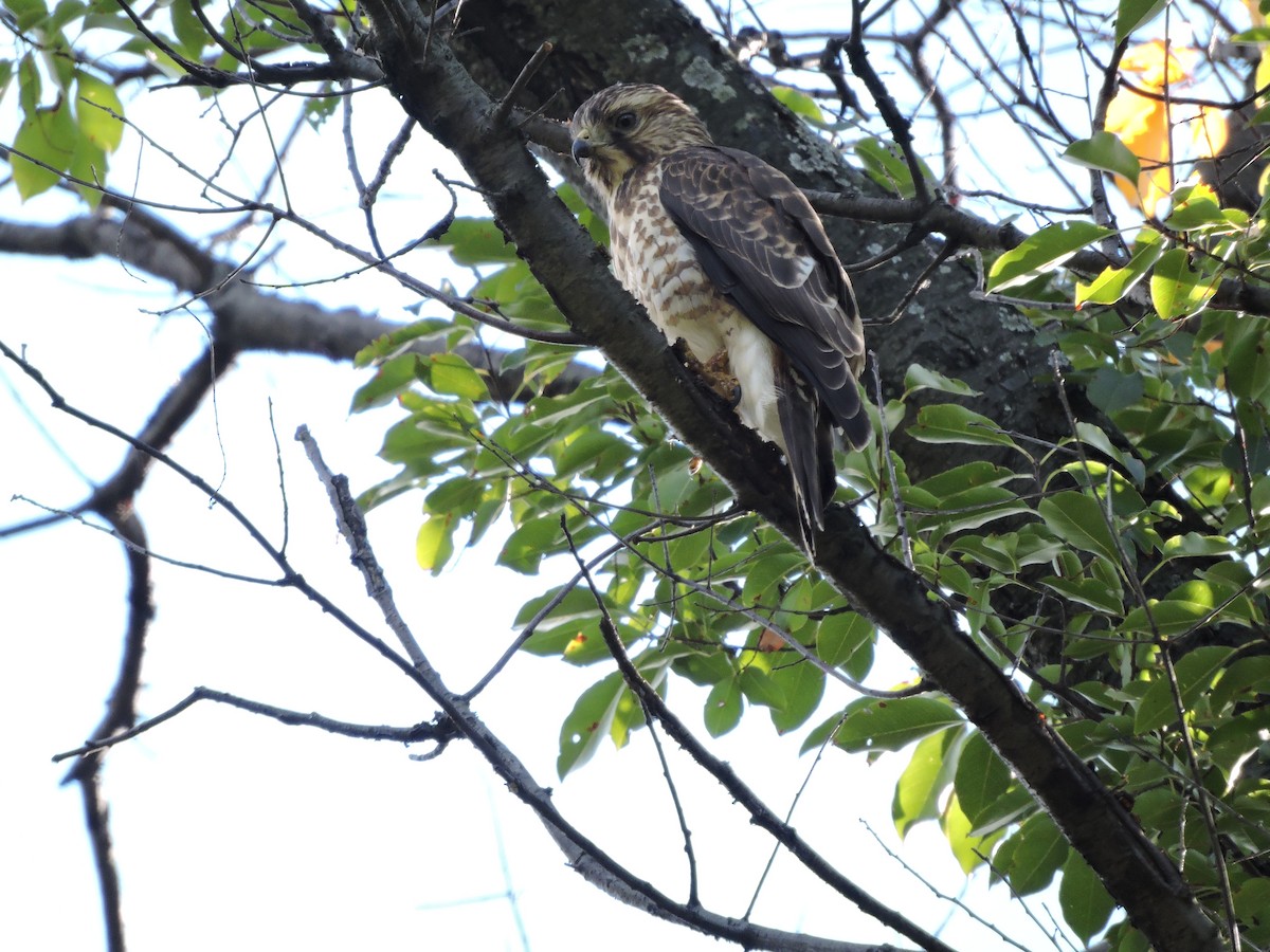 Broad-winged Hawk - Joshua Malbin