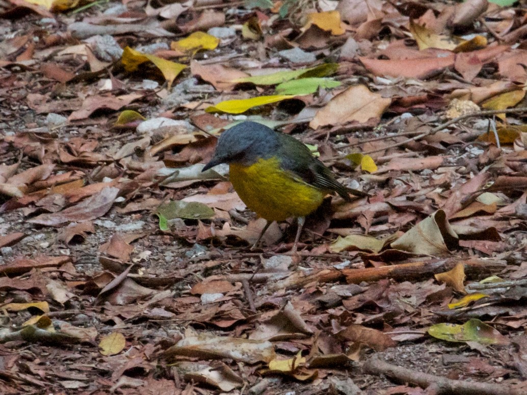 Eastern Yellow Robin - Ron Shrieves