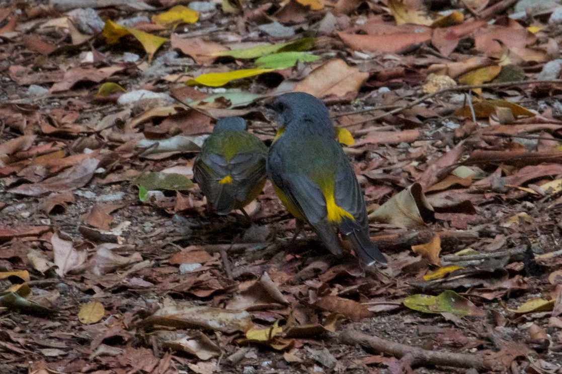 Eastern Yellow Robin - ML130299691