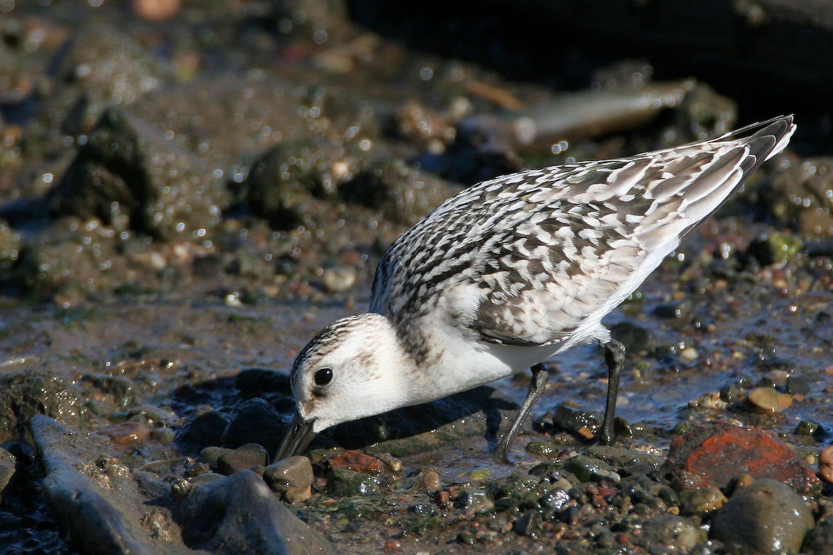 Bécasseau sanderling - ML130301901