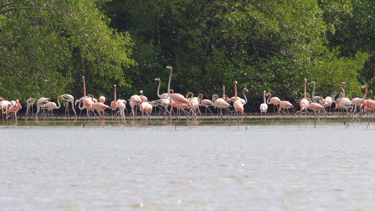 American Flamingo - ML130302481