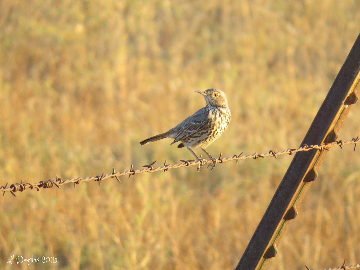 Sage Thrasher - ML130304161