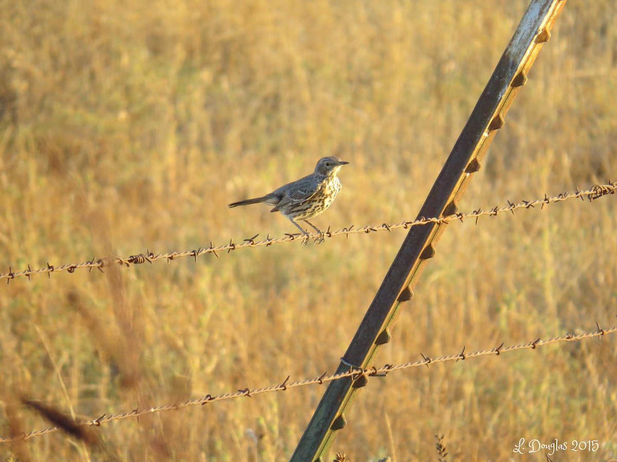 Sage Thrasher - ML130304171