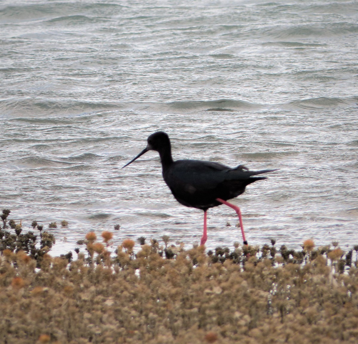 Black Stilt - ML130304781