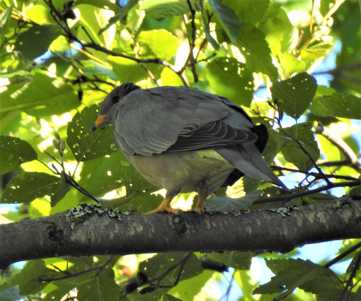 Band-tailed Pigeon - ML130305181