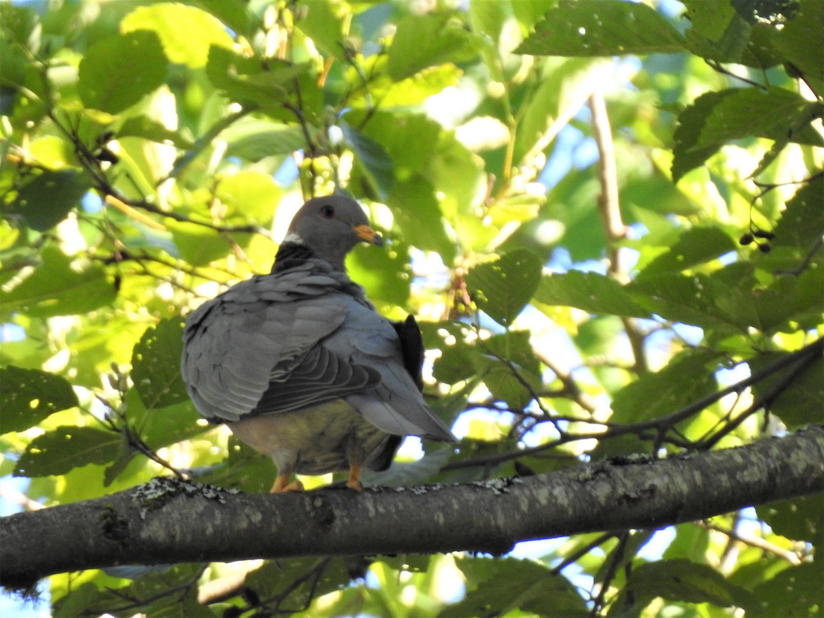 Band-tailed Pigeon - ML130305191