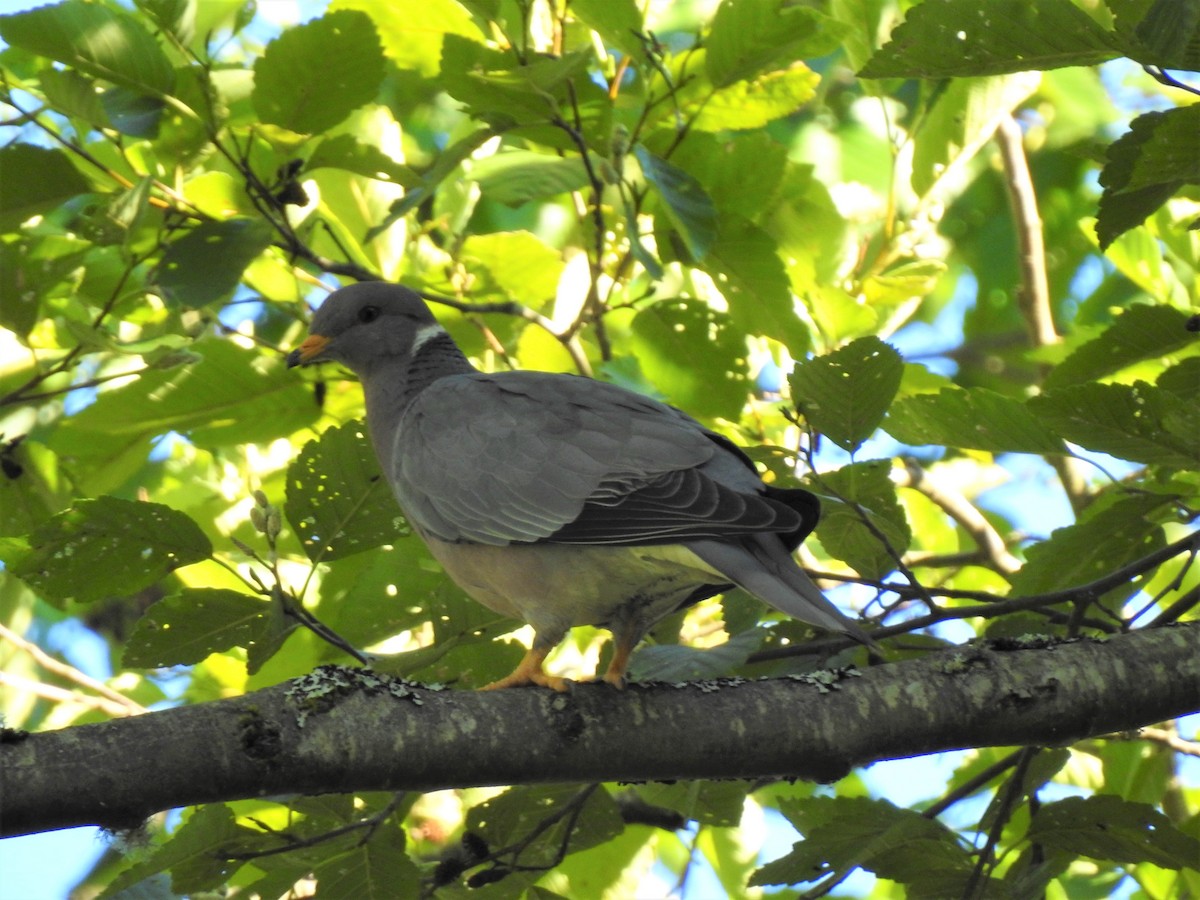 Band-tailed Pigeon - ML130305201