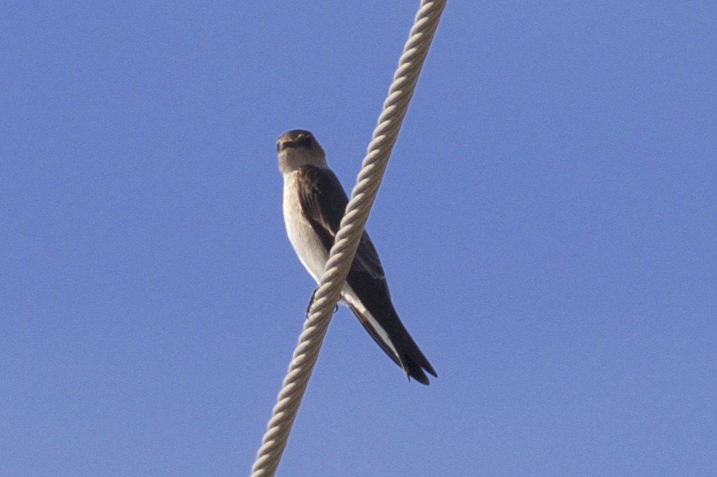 Northern Rough-winged Swallow - ML130306851