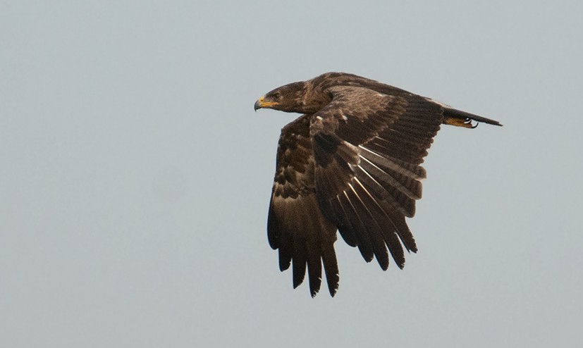 Lesser Spotted Eagle - ML130309501