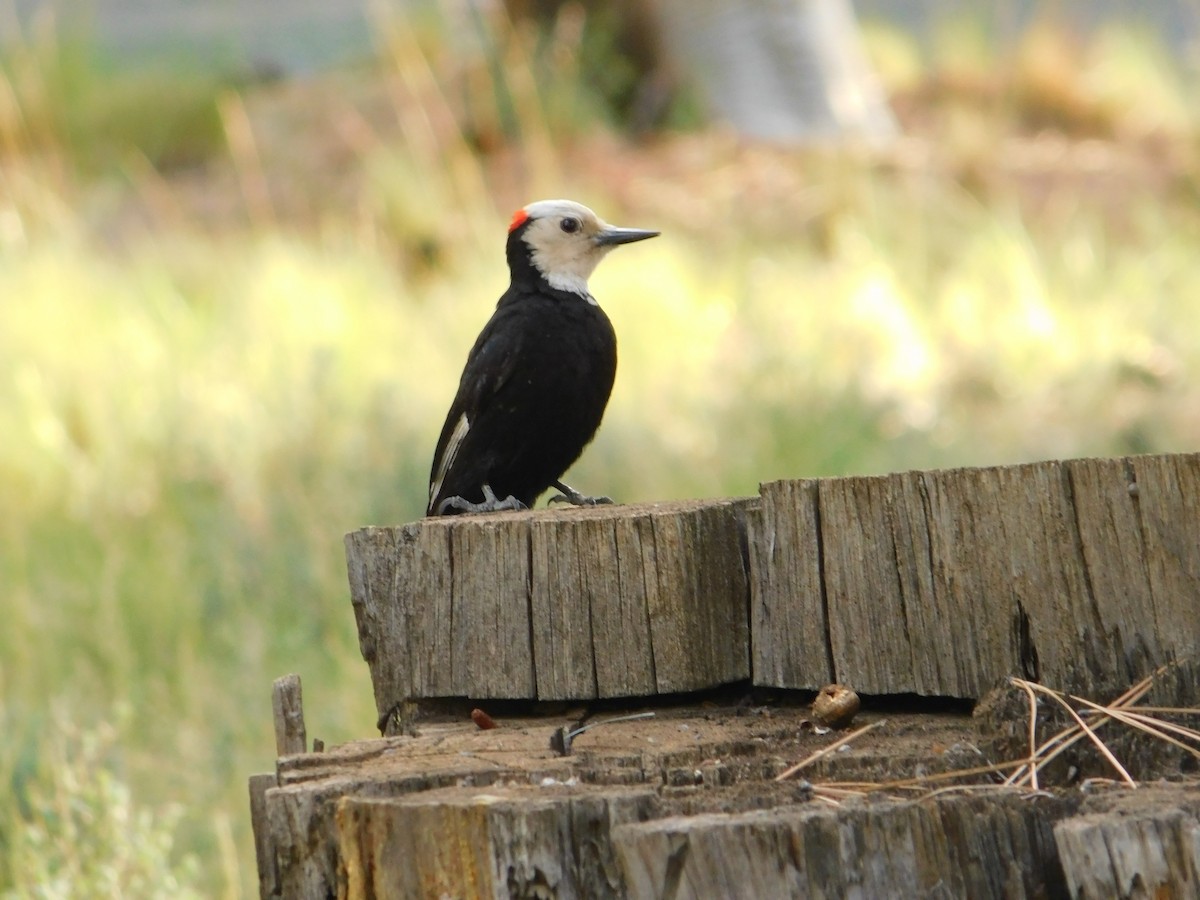 White-headed Woodpecker - Ezekiel Dobson