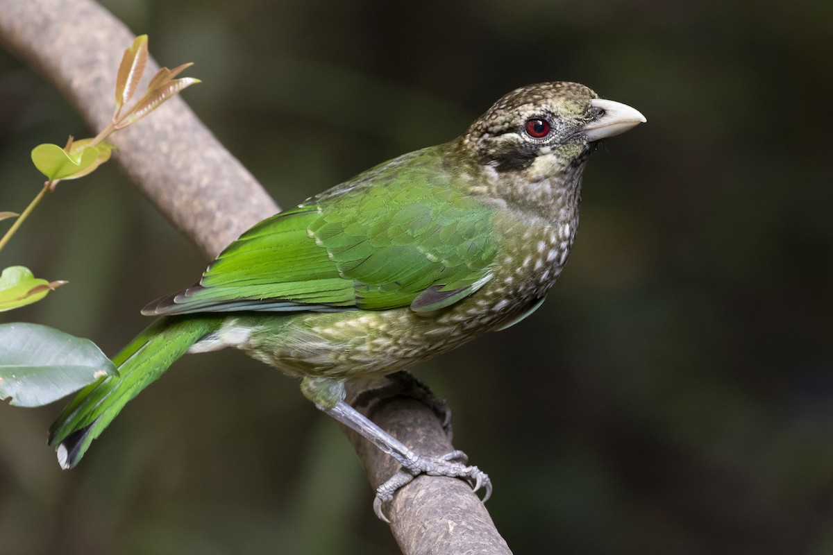 Spotted Catbird - Michael Todd