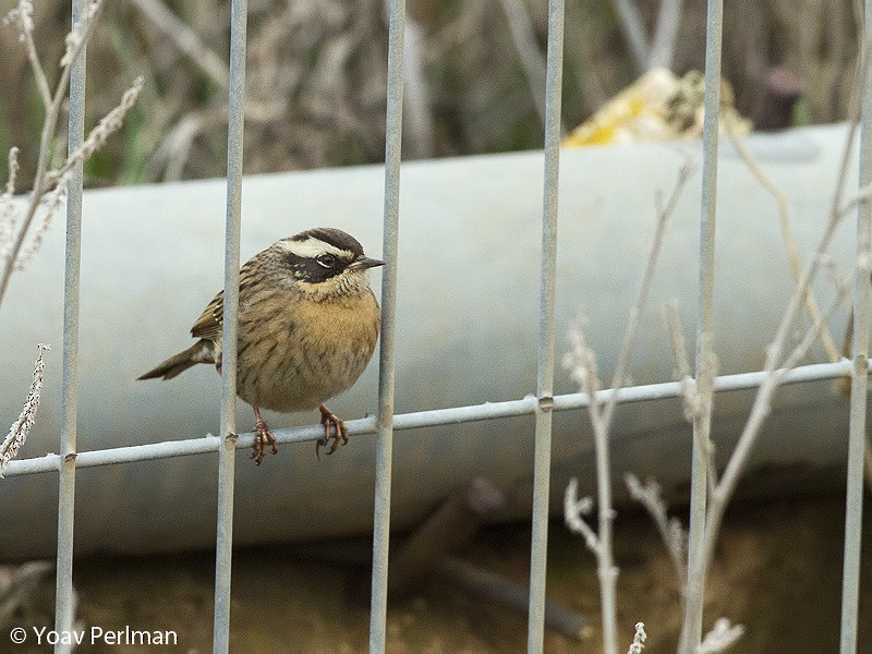 pěvuška skalní (ssp. ocularis) - ML130312891