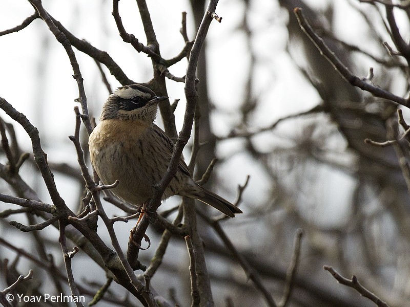 pěvuška skalní (ssp. ocularis) - ML130312911