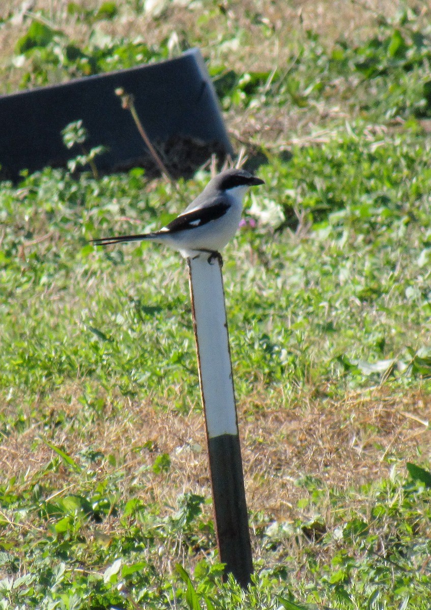 Loggerhead Shrike - ML130313391