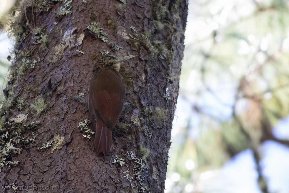 Strong-billed Woodcreeper - ML130314781