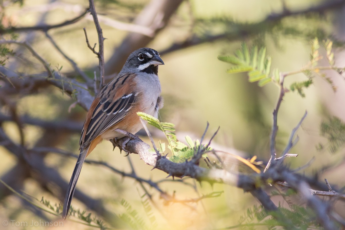 Bridled Sparrow - ML130314971